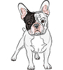 Эскиз домашней собаки породы французский бульдог | Векторный клипарт