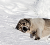 Собаки спят на снегу | Фото