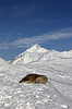 Собаки спят на горнолыжном склоне | Фото