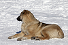Собака отдыхает на снежной горнолыжного склона в хороший день Вс | Фото