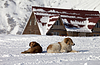 Две собаки отдыхать на снегу возле отеля | Фото