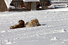 Две собаки отдыха на снегу | Фото