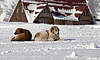 Две собаки отдыха на снегу на горнолыжном курорте | Фото