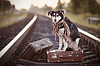 Собака по рельсам с чемоданами | Фото