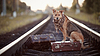 Рыжая собака сидит на чемодане на рельсах | Фото
