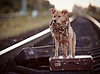 Красная собака на рельсах с чемоданами | Фото
