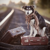 Собака сидит на чемодане на рельсах | Фото
