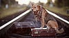 Рыжая собака сидит на чемодане на рельсах | Фото