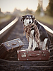 Черно-белая собака сидит на чемодане на рельсах | Фото