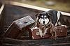 Собака лежит на чемоданах на рельсы | Фото