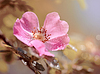 Розовый цветок шиповника | Фото