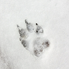 Собака трек, след на снегу | Фото