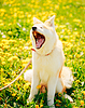 Акита собак (акита-ину, японский Акита) | Фото
