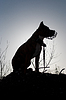 Сидя собака на фоне неба. Силуэт | Фото