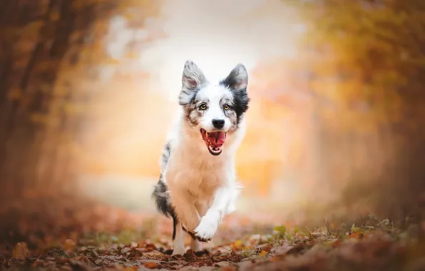 Обои собака, Аусси, щенок, Австралийская овчарка, прогулка, боке, бег, осень
