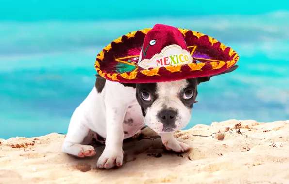 Обои взгляд отдых Мексика, французский бульдог, лето, bulldog, wallpaper., боке, beautiful background, щенок, сомбреро, пляж песок ...