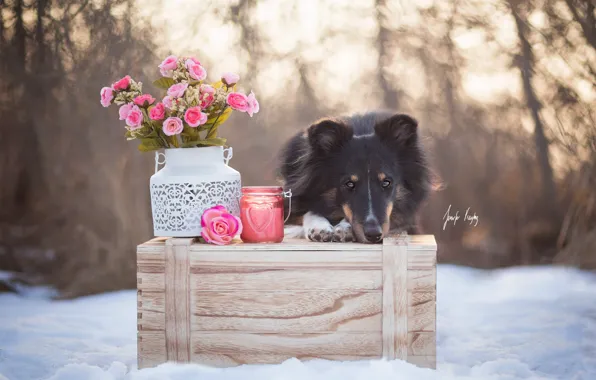 Обои зима, собака, цветы