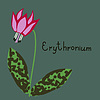 Erythronium завод | Векторный клипарт