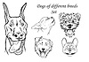 Портреты собак разных пород | Векторный клипарт