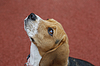 Малый Бигл собака на красном фоне, глядя вверх | Фото