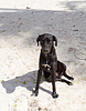 Черная собака с дурным глазом | Фото