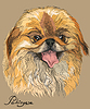Цветной портрет пекинесской собаки | Векторный клипарт