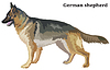Цветной декоративный стоячий портрет собаки немецкий | Векторный клипарт