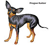 Цветной декоративный стоячий портрет собаки Прага | Векторный клипарт