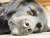 Черная собака спать на полу. лицо | Фото