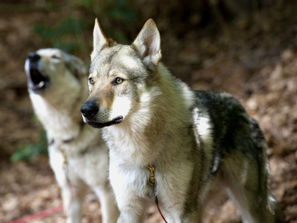 В Норвегии категорически запрещены волчьи собаки — это одна из пород, полученная путём скрещивания волков и домашних псов.