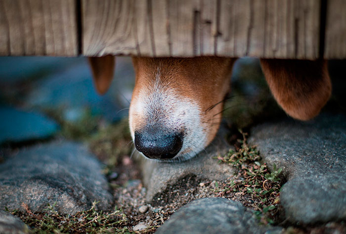 Иногда нос собаки может быть сухим и теплым, и это нормально