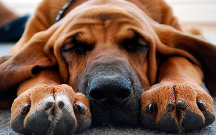 Если нос собаки стал сухим и теплым, необходимо проследить за ее состоянием или обратиться к ветеринару