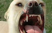 Защита от агрессивной собаки, действия в момент нападения злой и агрессивной собаки