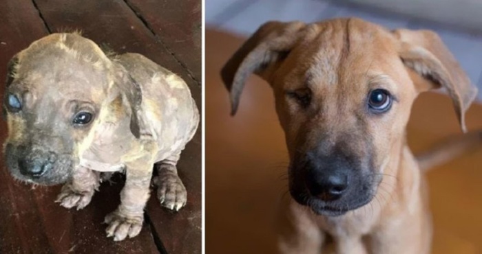 Больной щенок, найденный в джунглях Мексики, теперь вполне здоров и проживает в Канаде.