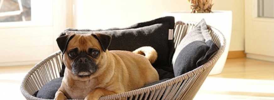 Обзор лучших кроватей для собак, основные критерии выбора