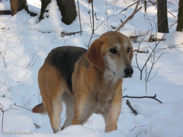 Русские гончие собаки: особенности породы