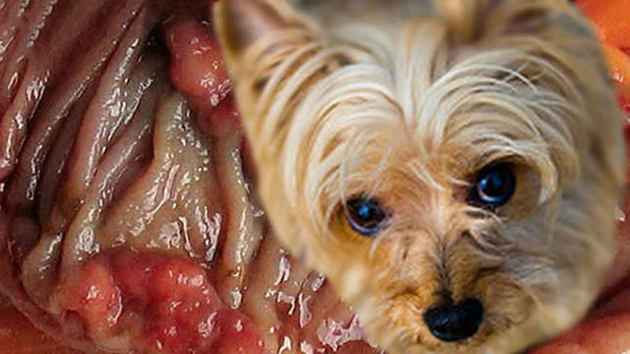 Онкологические образования на слизистых у собаки