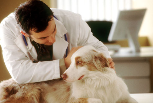 При подозрении на заболевания лучше всего обратиться к ветеринару