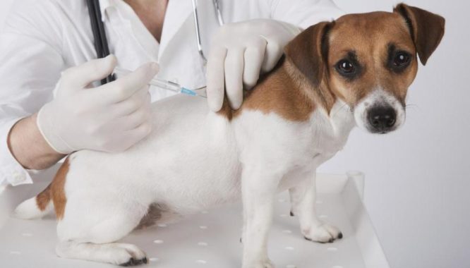 Вакцина для собак