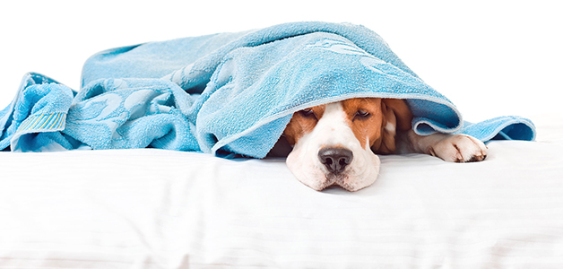 Чем лечить чумку у собак