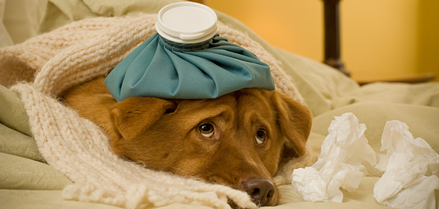 Народное лечение чумки у собак