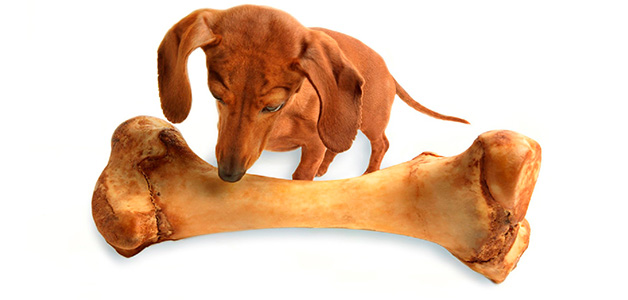 Собакам куриные кости