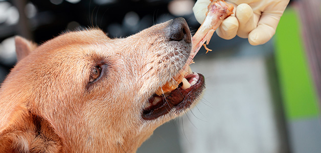 Собака ест кость