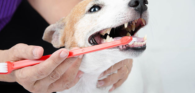 Удаление зубного камня у собак