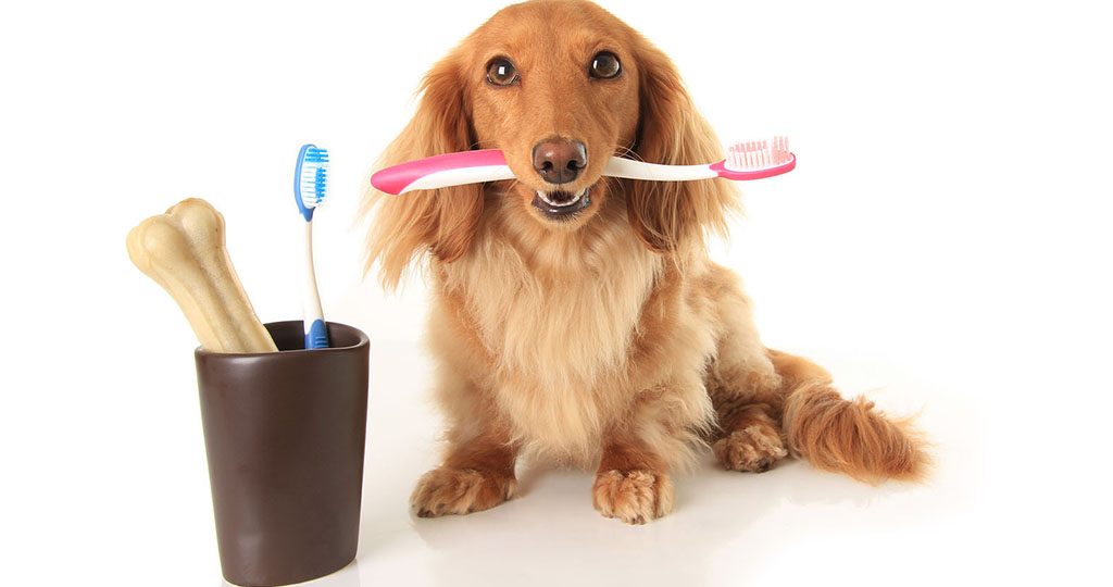 Зубной камень у собак – как почистить и чем опасен
