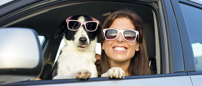 Как путешествовать с собакой в машине
