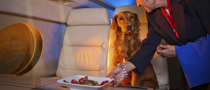 Как путешествовать с собакой на самолете