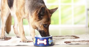 Говяжий рубец для собак – польза и рецепты