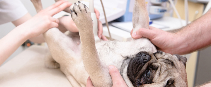 Лечение пиометры у собак