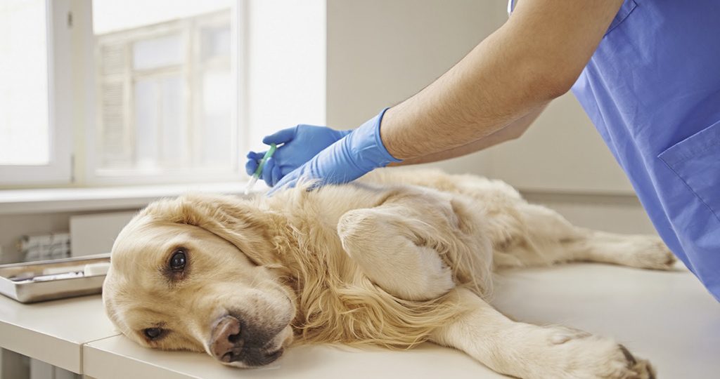 Пиометра у собак – причины и лечение опасно болезни